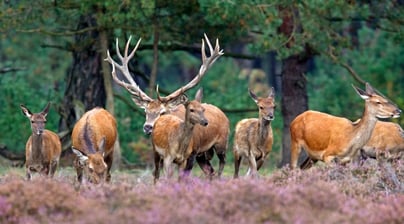Afbeelding Evaluatie Programma Nationale Parken