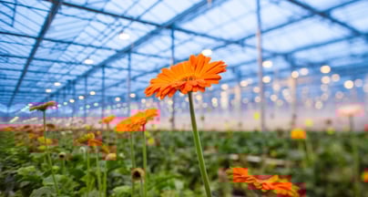 Afbeelding Greenports Nederland stap verder richting modernisering van het productieareaal