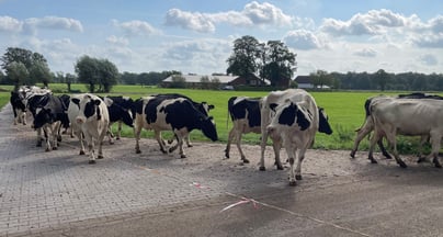 Afbeelding Reguliere gebiedsontwikkeling werkt ook op het platteland